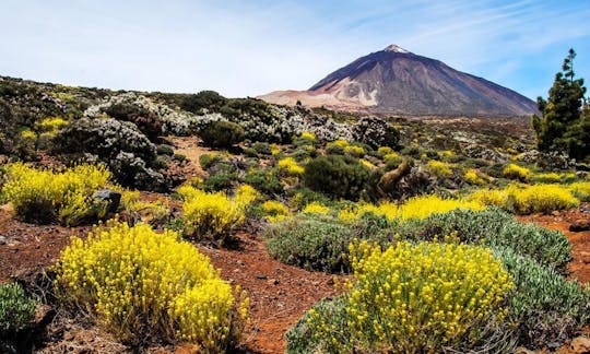 Teide National Park half-day guided tour