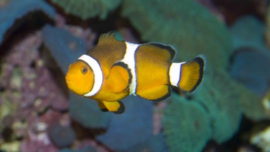 Marineland Majorca tickets and transfer