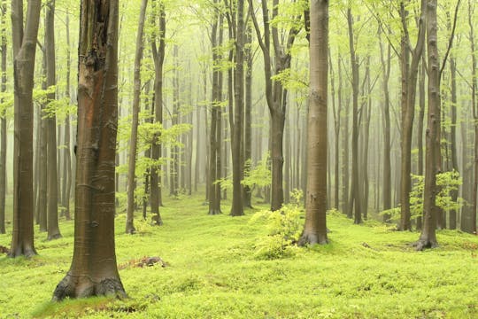 Hike tour of Monte Raschio and a centennial beech forest